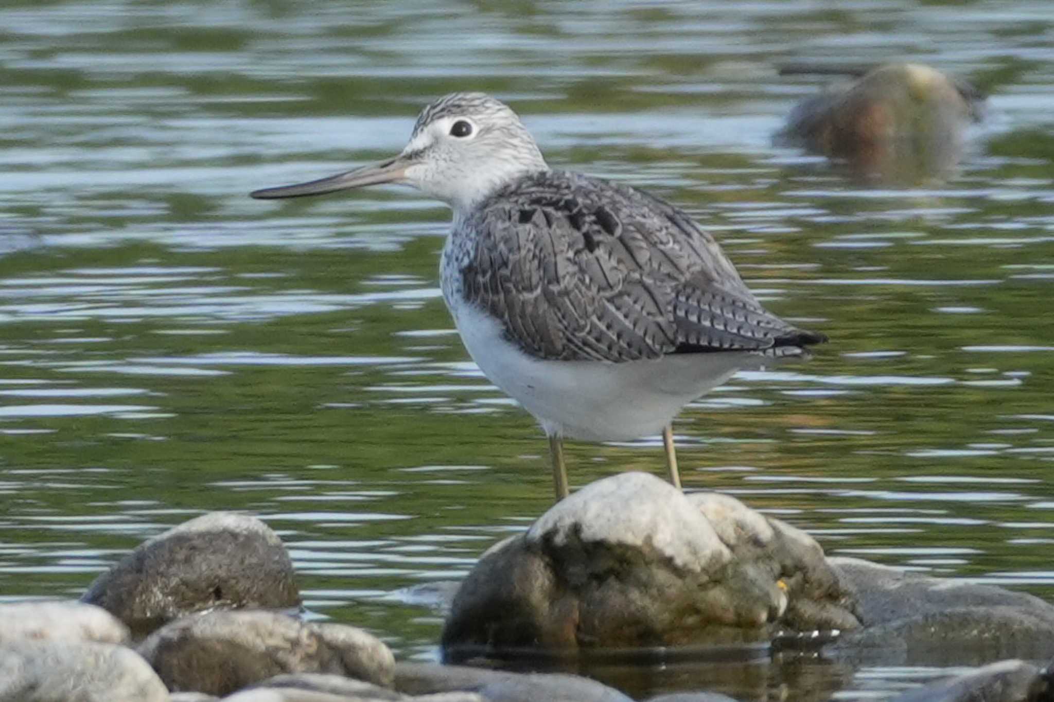 Photo of Common Greenshank at 多摩川 by ツートン