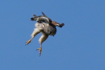 Common Kestrel 多摩川 Sat, 4/20/2024