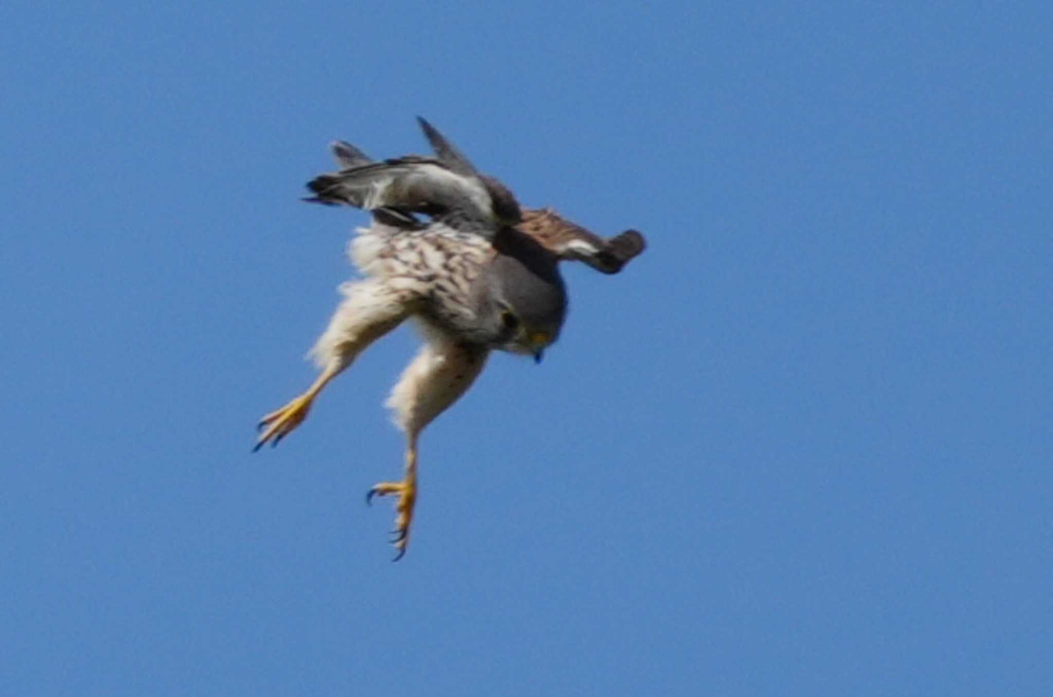 Photo of Common Kestrel at 多摩川 by ツートン