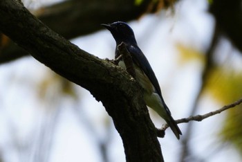 Blue-and-white Flycatcher 多摩川 Sat, 4/20/2024