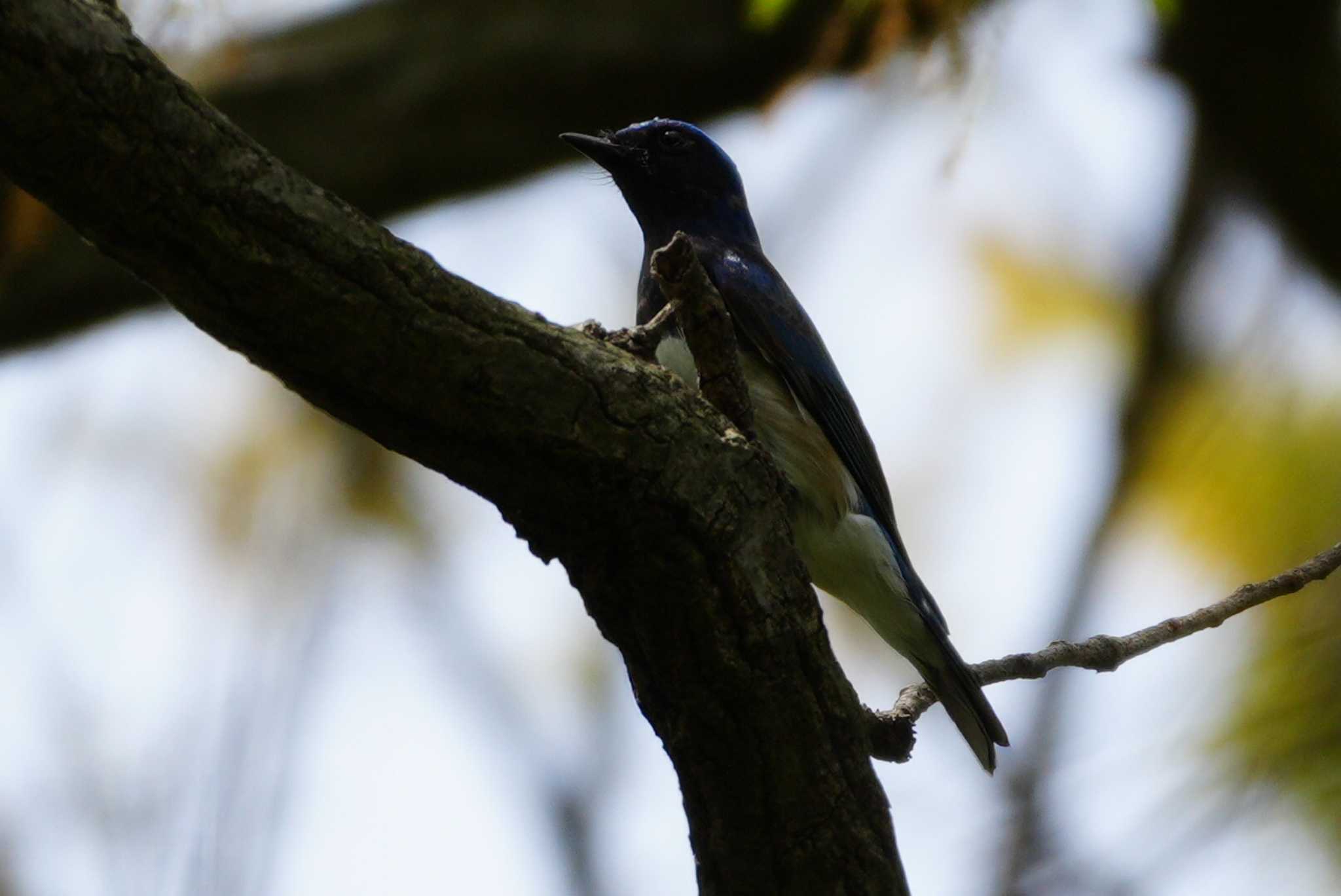 Blue-and-white Flycatcher