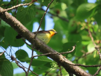 Narcissus Flycatcher 多摩川 Sat, 4/20/2024