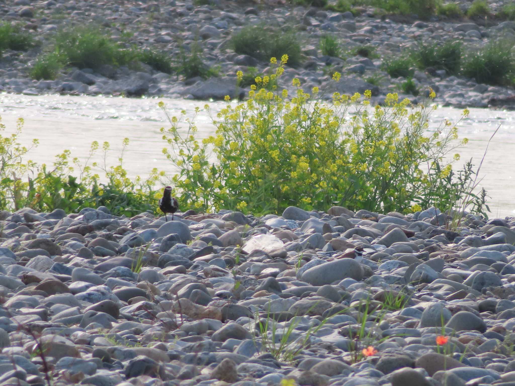 Photo of Pacific Golden Plover at 多摩川 by ツートン