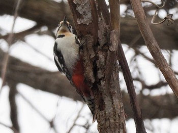 Great Spotted Woodpecker(japonicus) 左股川緑地(札幌市西区) Sat, 4/20/2024