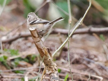 2024年4月20日(土) 左股川緑地(札幌市西区)の野鳥観察記録