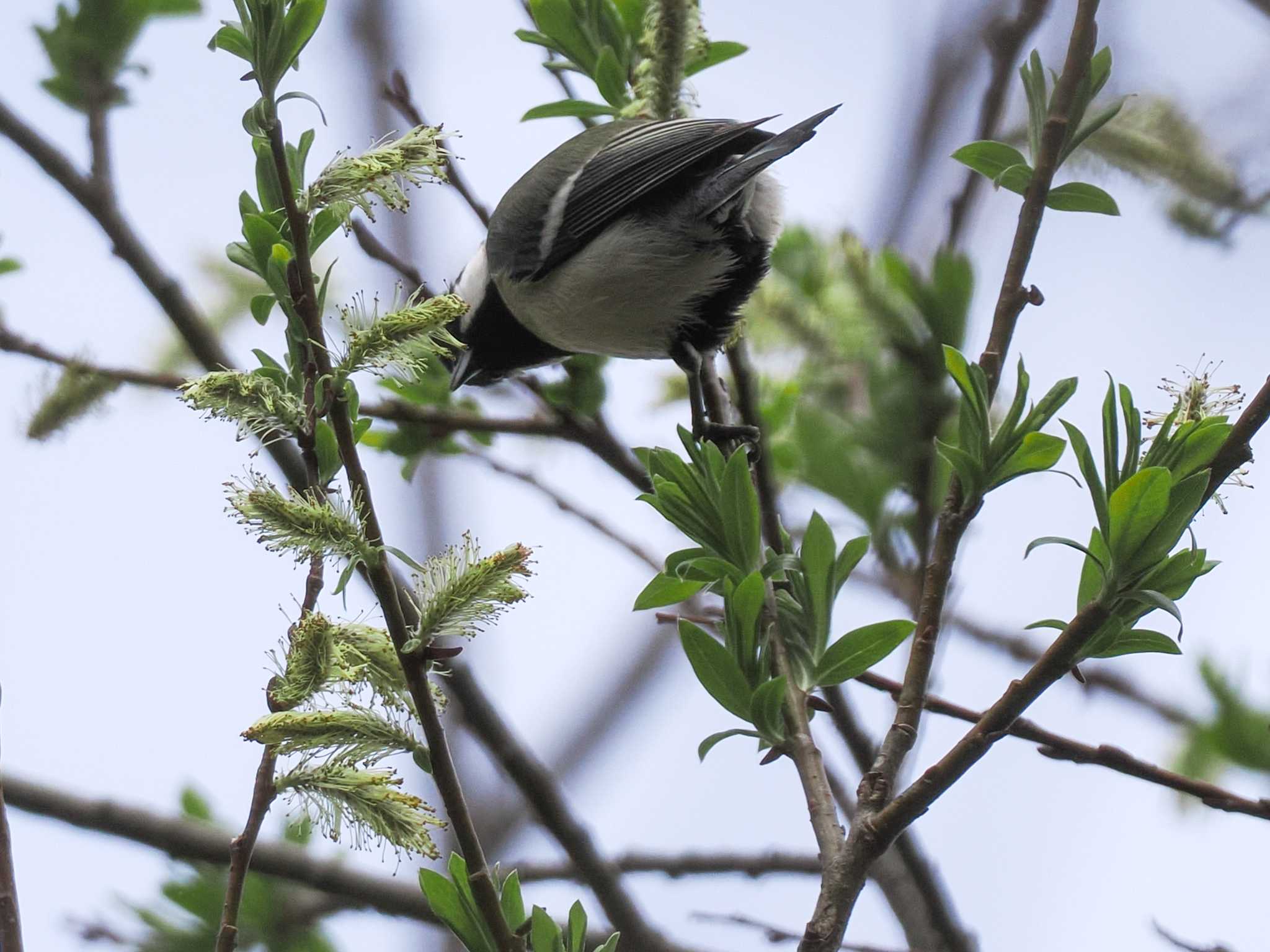 Photo of Japanese Tit at 左股川緑地(札幌市西区) by 98_Ark (98ｱｰｸ)