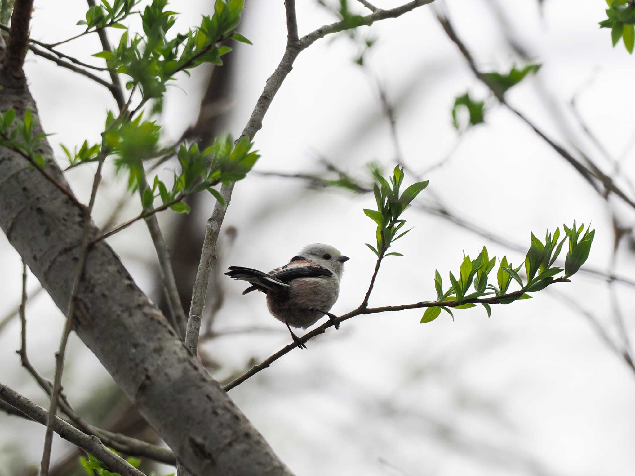 Long-tailed tit(japonicus)