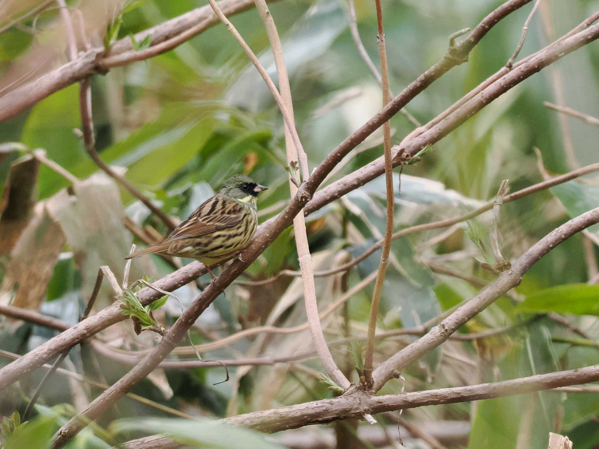 Masked Bunting