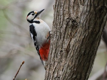 Great Spotted Woodpecker(japonicus) 左股川緑地(札幌市西区) Sat, 4/20/2024