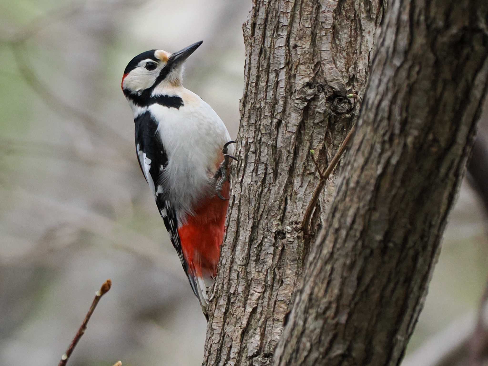 Great Spotted Woodpecker(japonicus)