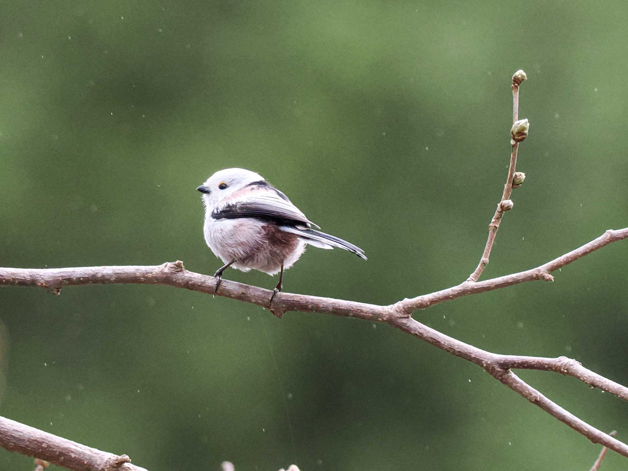 Long-tailed tit(japonicus)