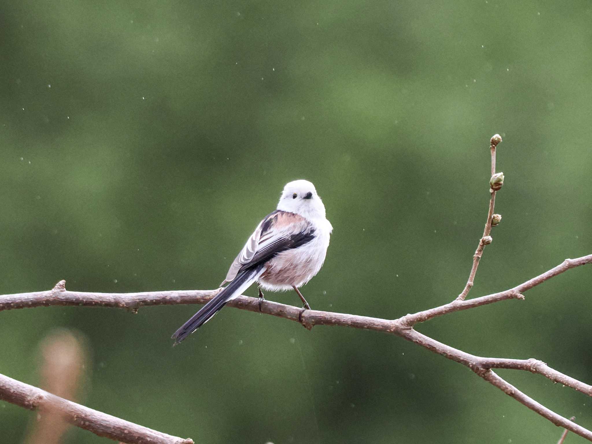 Long-tailed tit(japonicus)