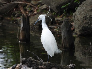 Sat, 4/20/2024 Birding report at 等々力緑地