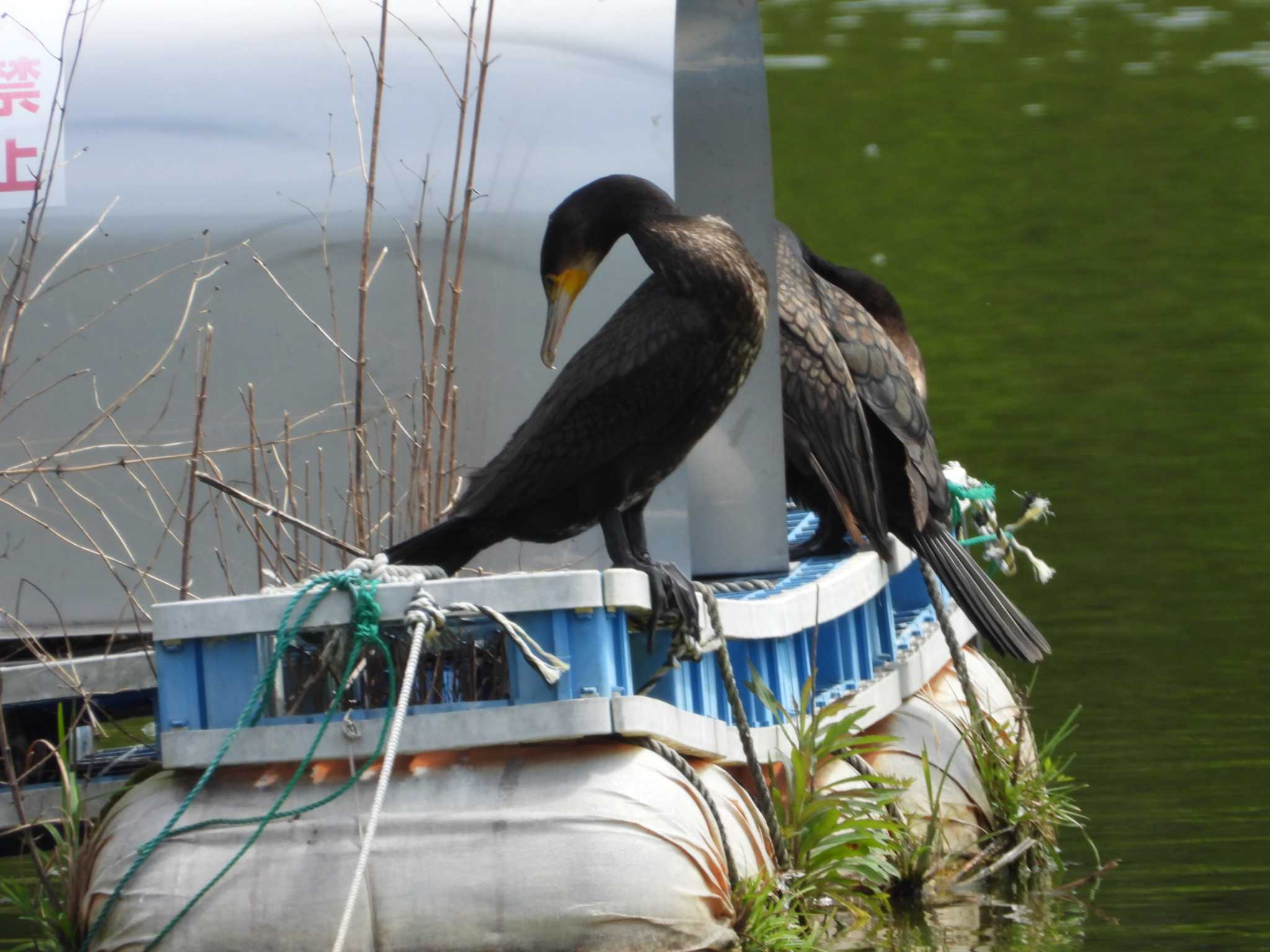 Great Cormorant