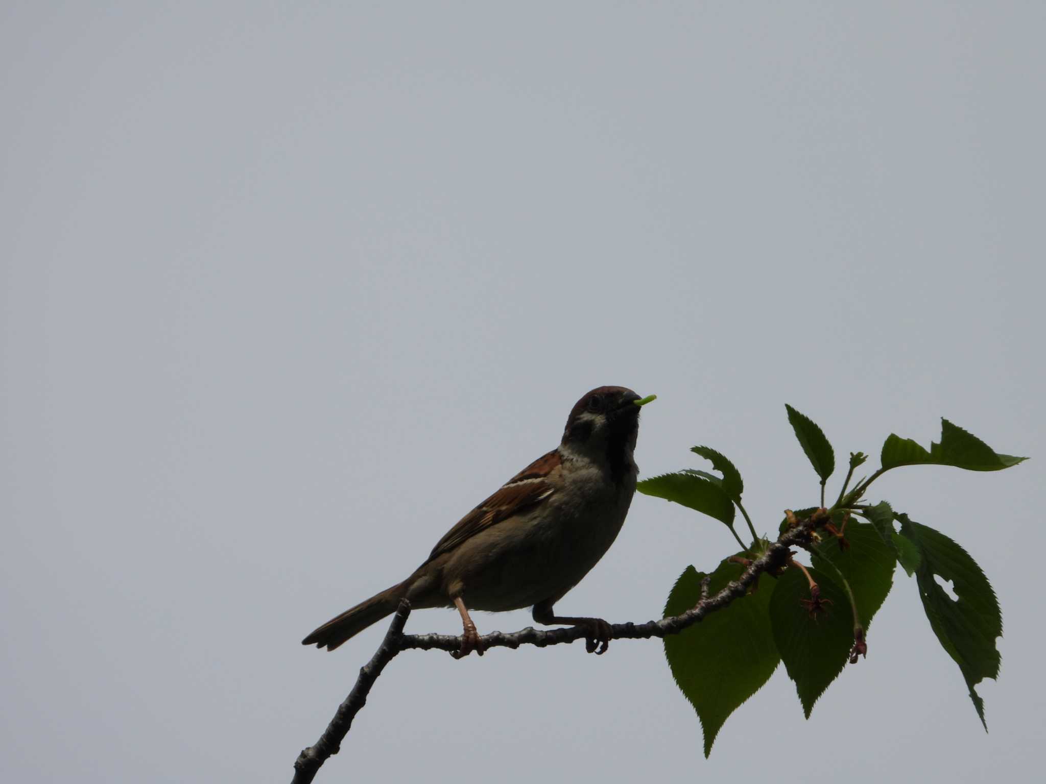 Photo of Eurasian Tree Sparrow at 等々力緑地 by ヨシテル