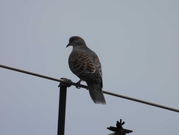 Oriental Turtle Dove 等々力緑地 Sat, 4/20/2024