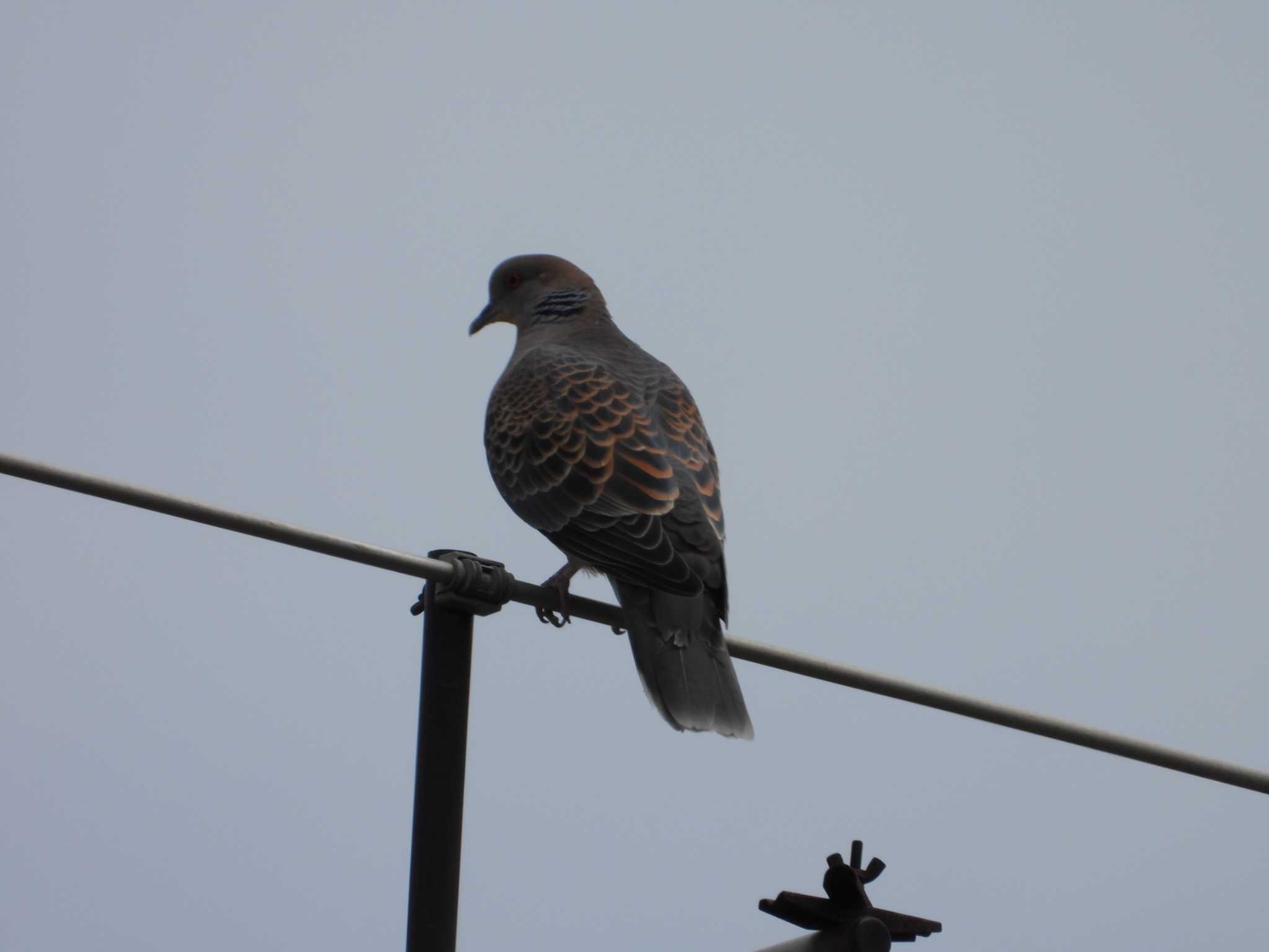 Oriental Turtle Dove