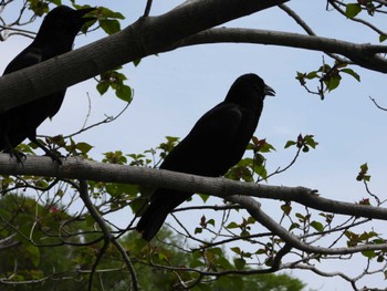 Large-billed Crow 等々力緑地 Sat, 4/20/2024