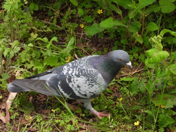 Rock Dove 等々力緑地 Sat, 4/20/2024