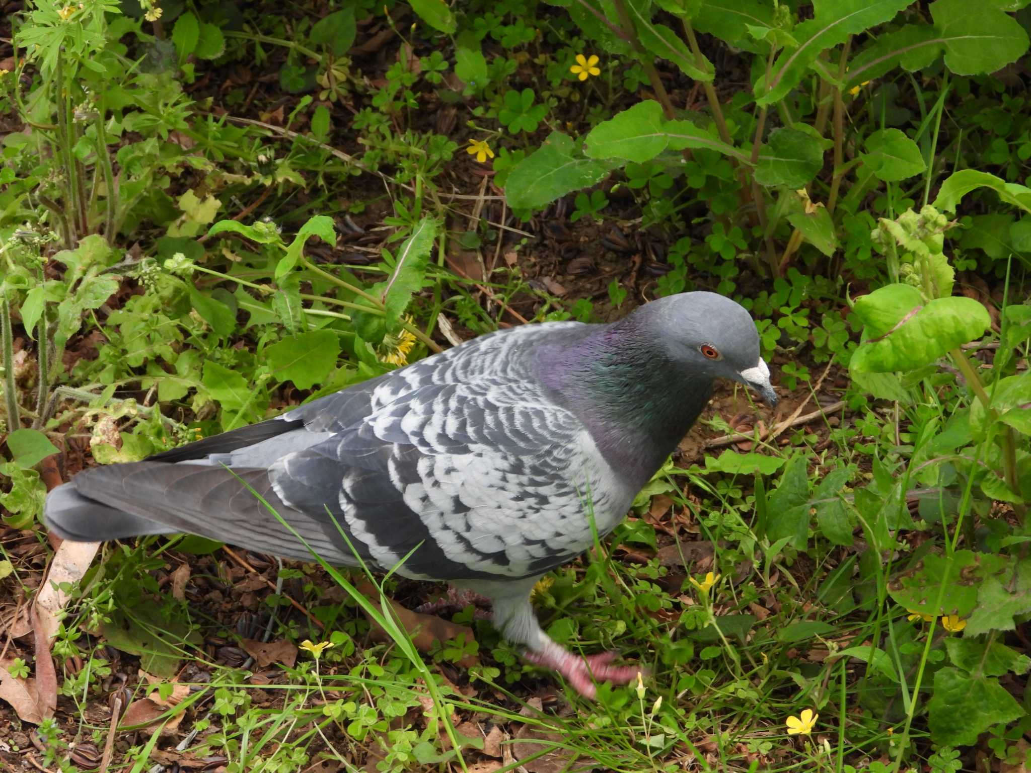 等々力緑地 カワラバトの写真