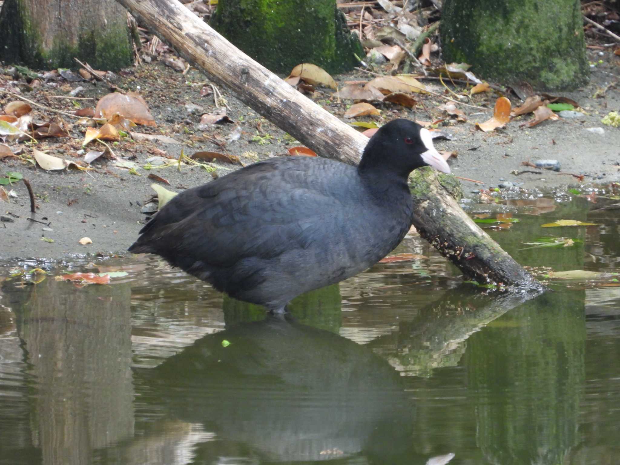 Eurasian Coot