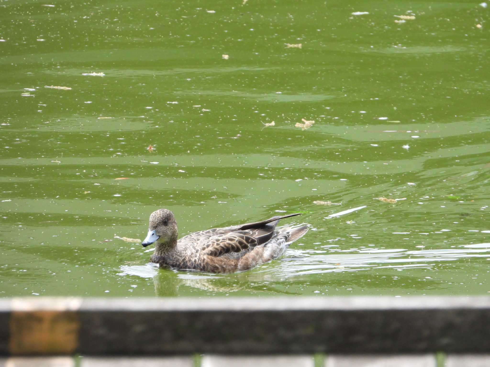 Eurasian Wigeon