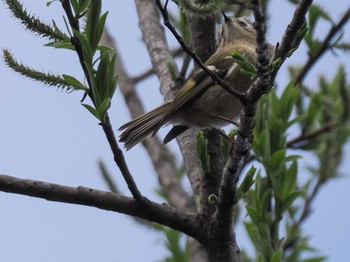 Goldcrest 盤渓川(盤渓2号橋〜盤沢砂防ダム付近) Sat, 4/20/2024