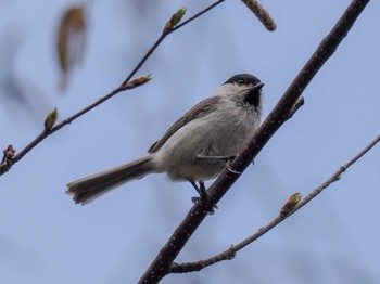 Marsh Tit 盤渓川(盤渓2号橋〜盤沢砂防ダム付近) Sat, 4/20/2024