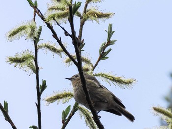 Goldcrest 盤渓川(盤渓2号橋〜盤沢砂防ダム付近) Sat, 4/20/2024