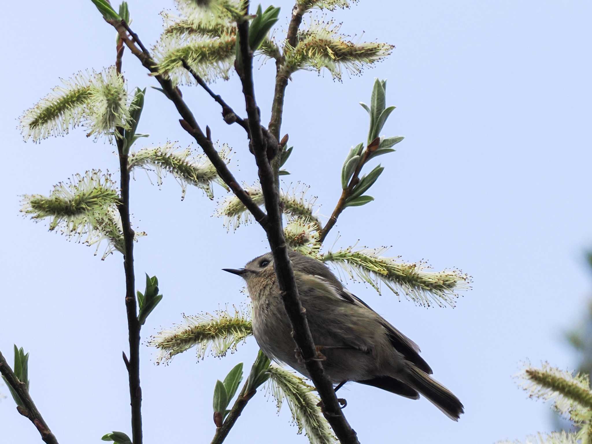 Goldcrest