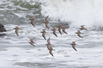 Siberian Sand Plover 茨城県ひたちなか市 Sat, 4/20/2024