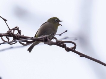 Sat, 4/20/2024 Birding report at 盤渓川(盤渓2号橋〜盤沢砂防ダム付近)