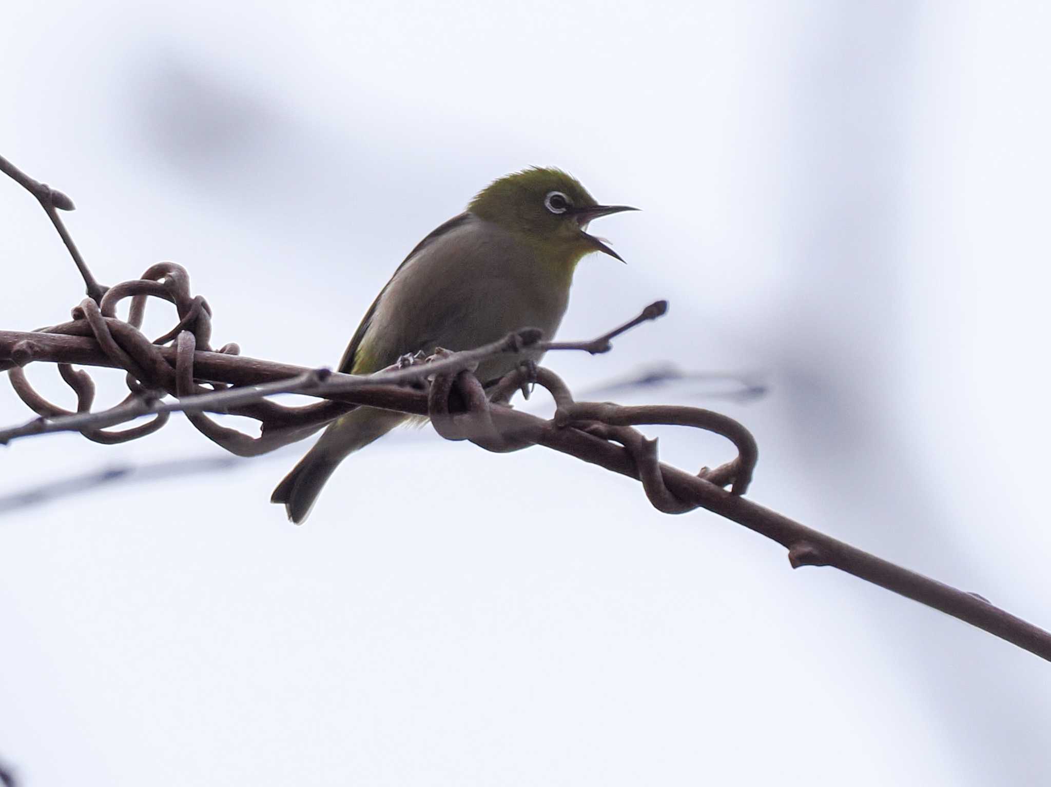 Warbling White-eye