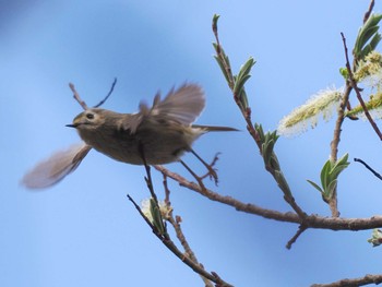 Goldcrest 盤渓川(盤渓2号橋〜盤沢砂防ダム付近) Sat, 4/20/2024