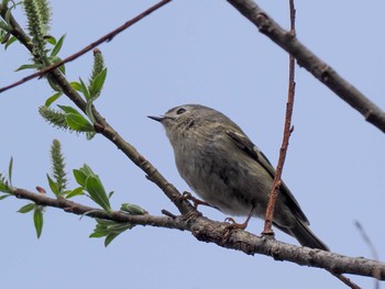 Goldcrest 盤渓川(盤渓2号橋〜盤沢砂防ダム付近) Sat, 4/20/2024