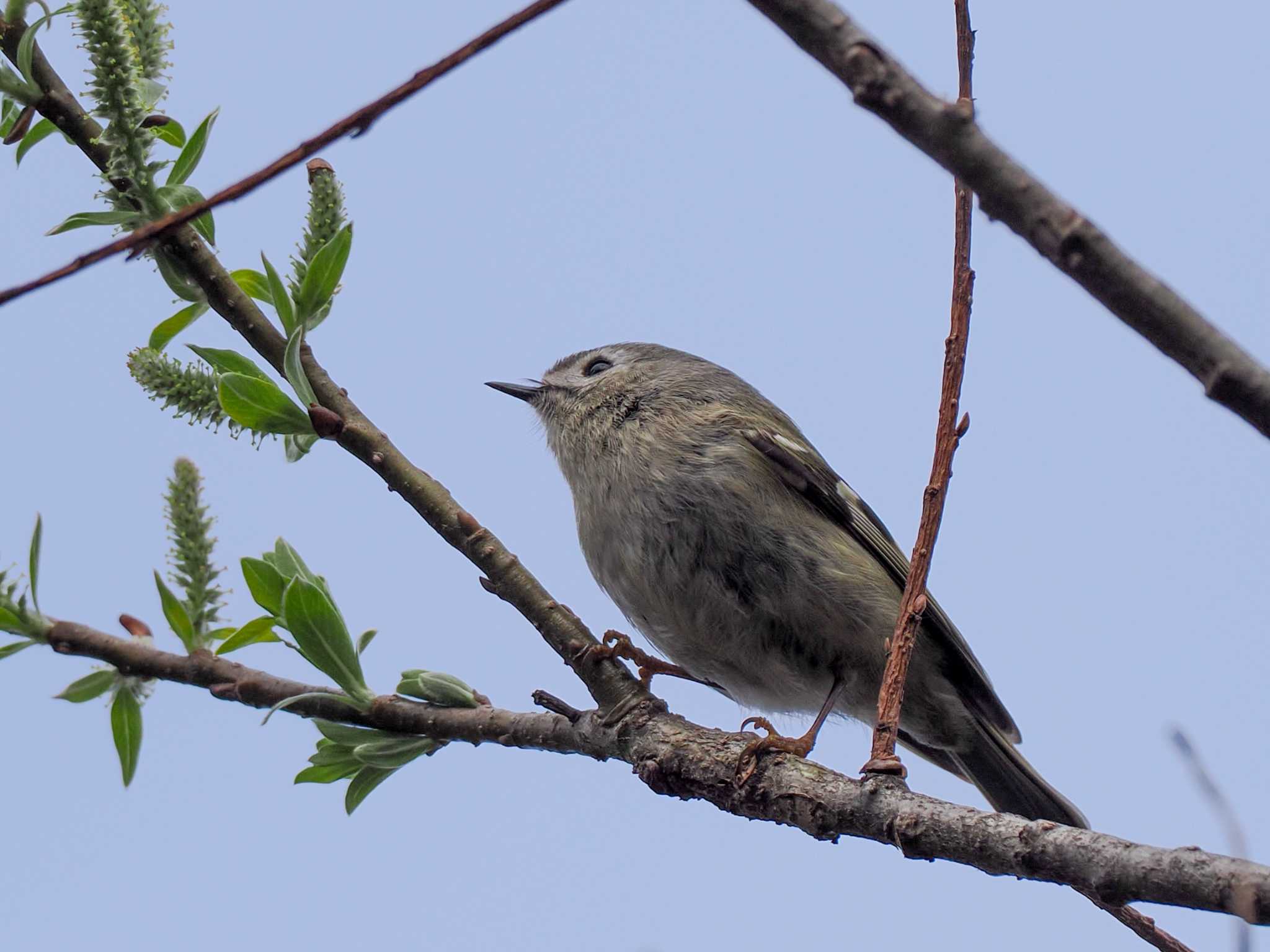 Goldcrest