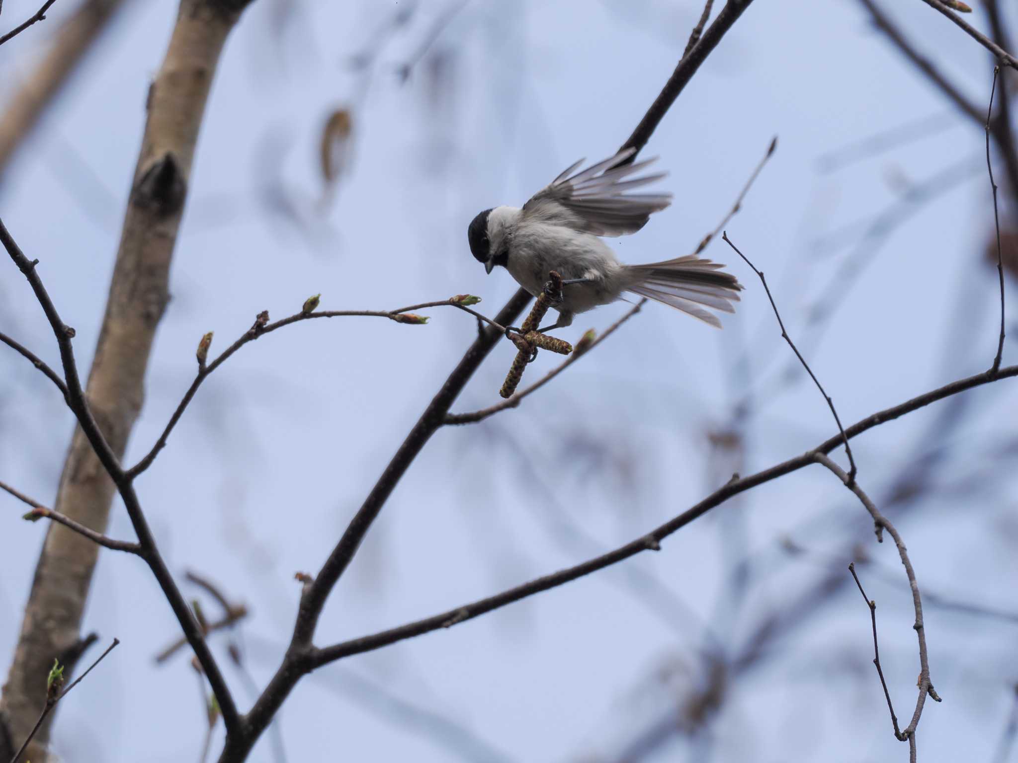 Marsh Tit