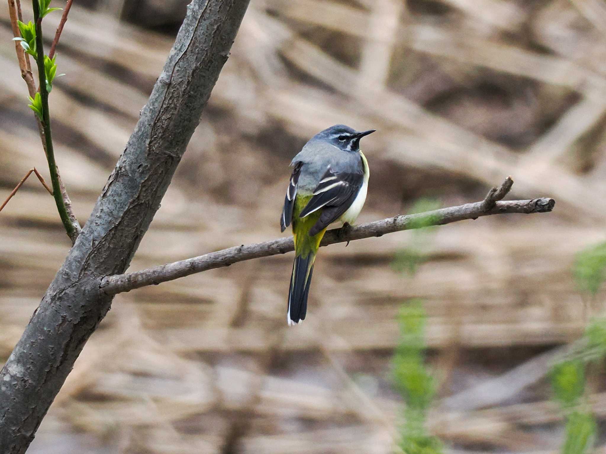 Grey Wagtail