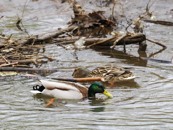 マガモ 盤渓川(盤渓2号橋〜盤沢砂防ダム付近) 2024年4月20日(土)