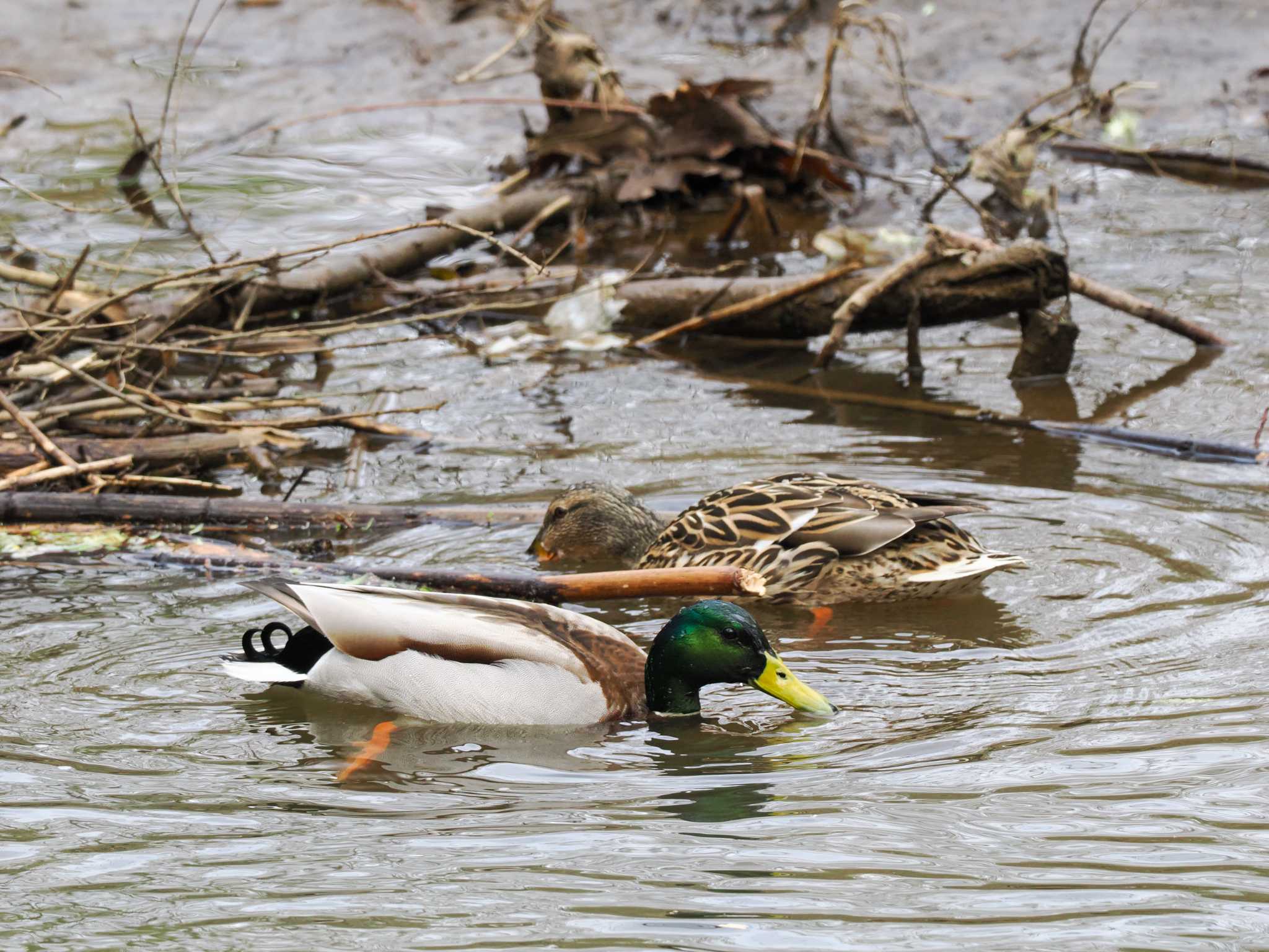 Mallard