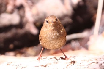 ミソサザイ 軽井沢野鳥の森 2024年4月20日(土)