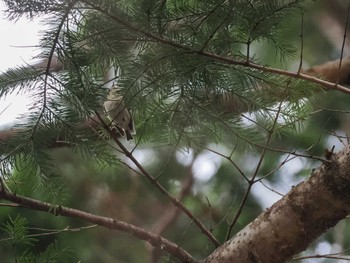 Sat, 4/20/2024 Birding report at 宮城沢林道(札幌市西区)