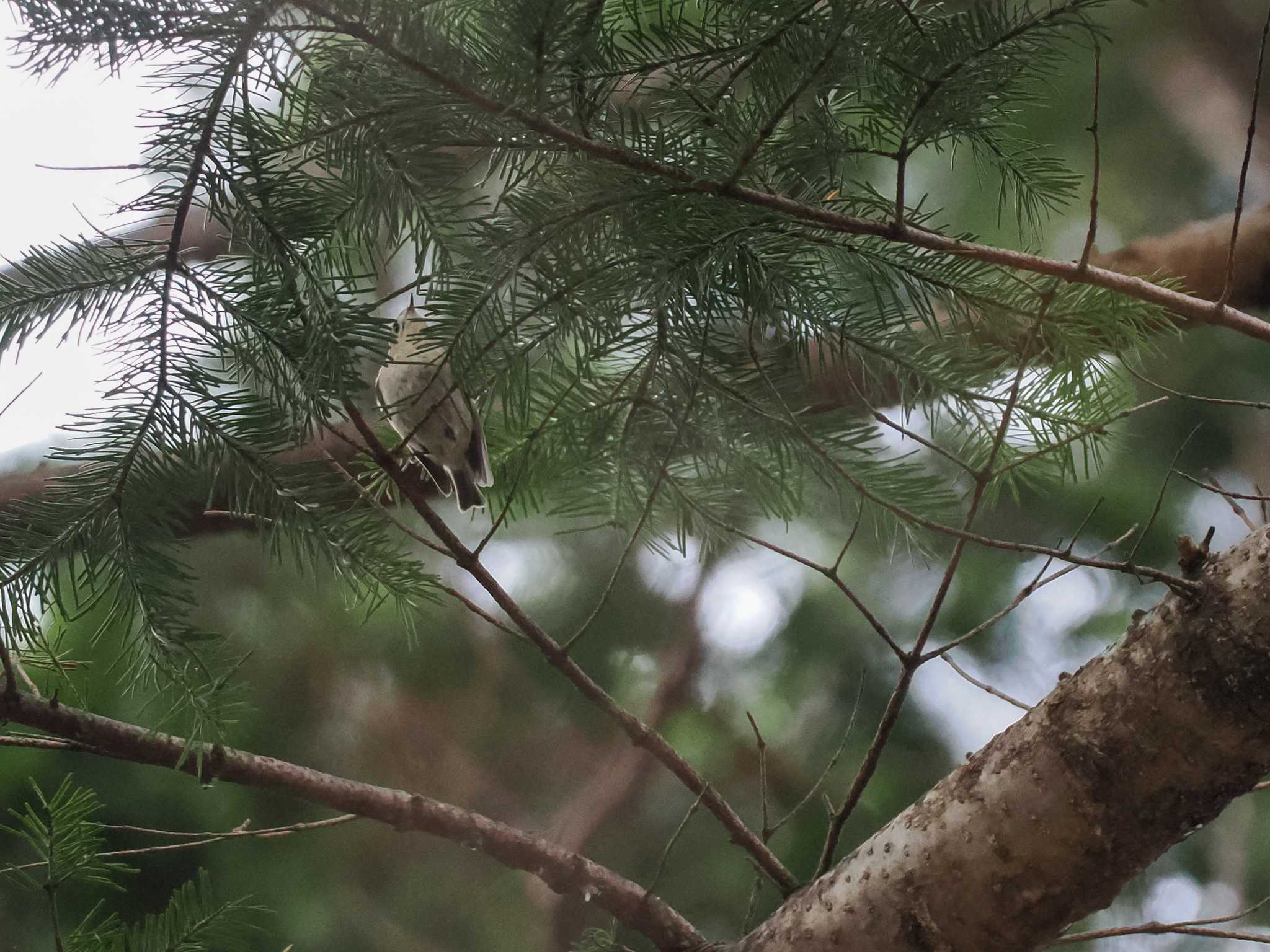 Goldcrest