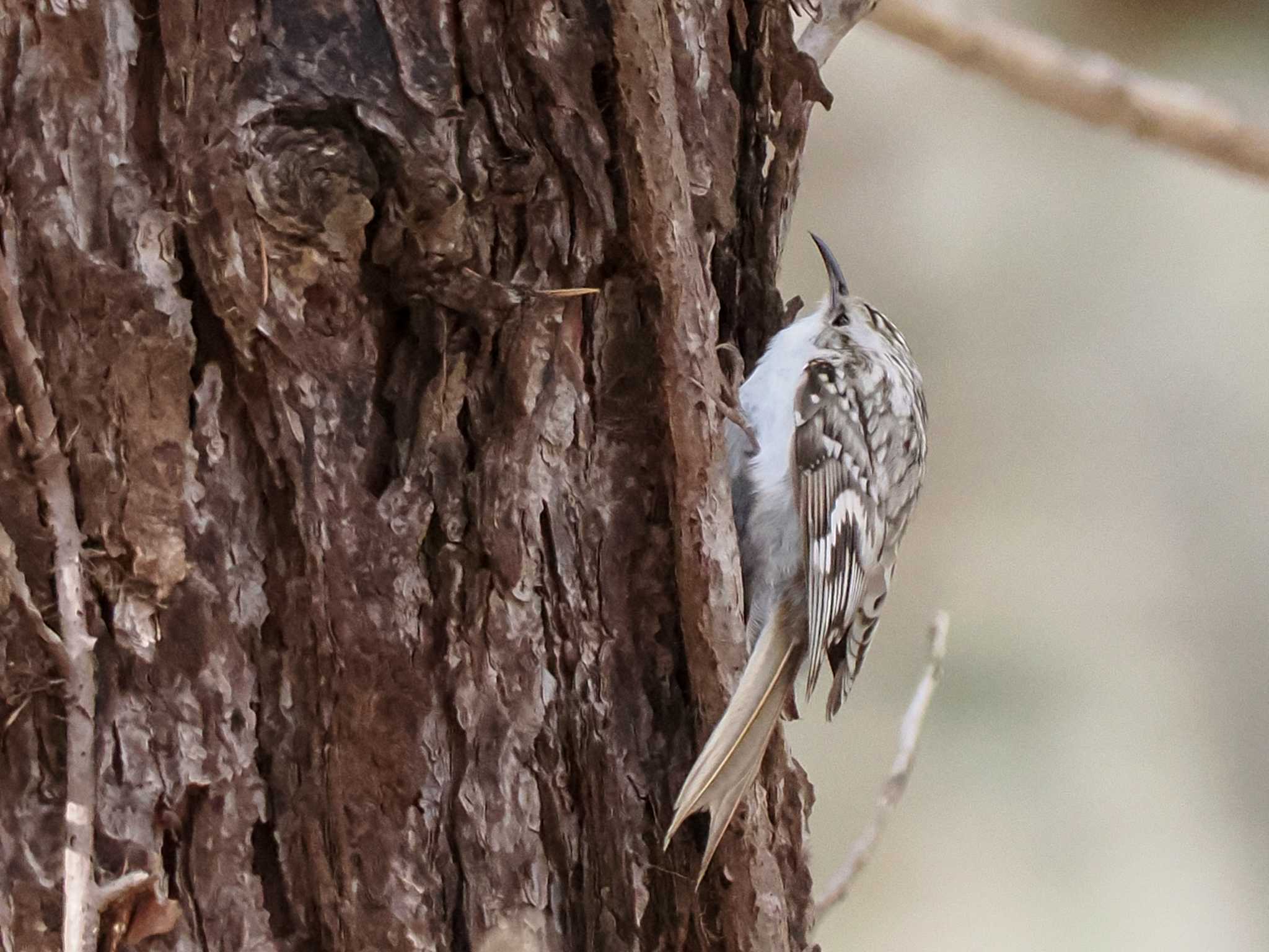 Photo of Eurasian Treecreeper(daurica) at 宮城沢林道(札幌市西区) by 98_Ark (98ｱｰｸ)