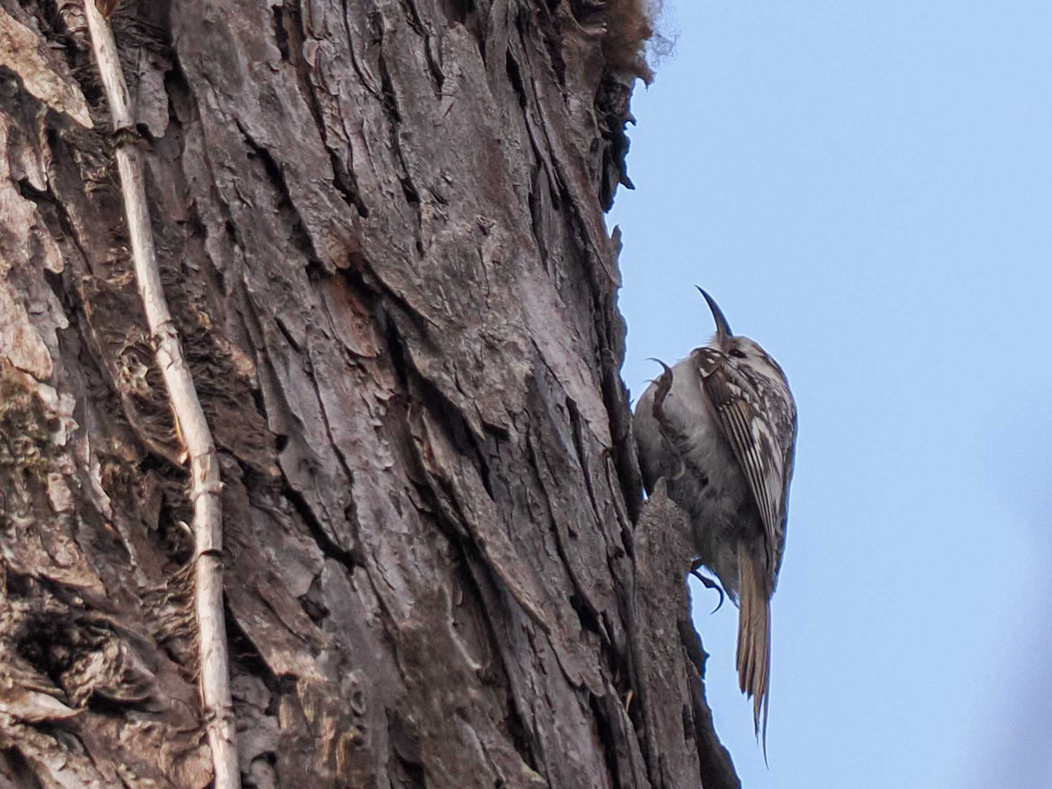 Eurasian Treecreeper(daurica)