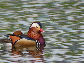 Mandarin Duck 勅使池(豊明市) Sat, 4/20/2024