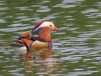 Mandarin Duck 勅使池(豊明市) Sat, 4/20/2024