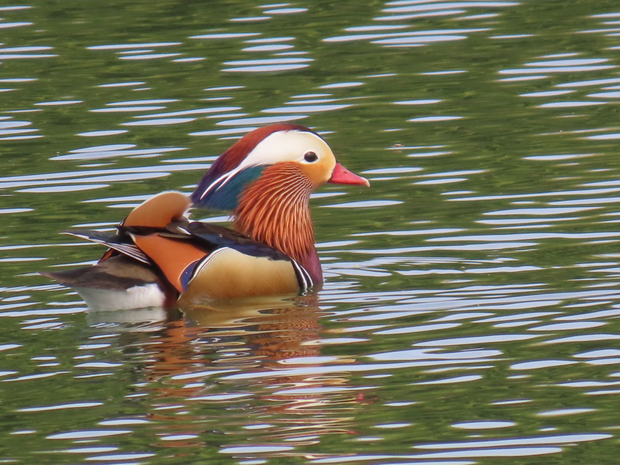 Photo of Mandarin Duck at 勅使池(豊明市) by Maki