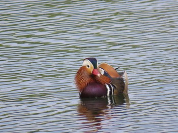 Mandarin Duck 勅使池(豊明市) Sat, 4/20/2024