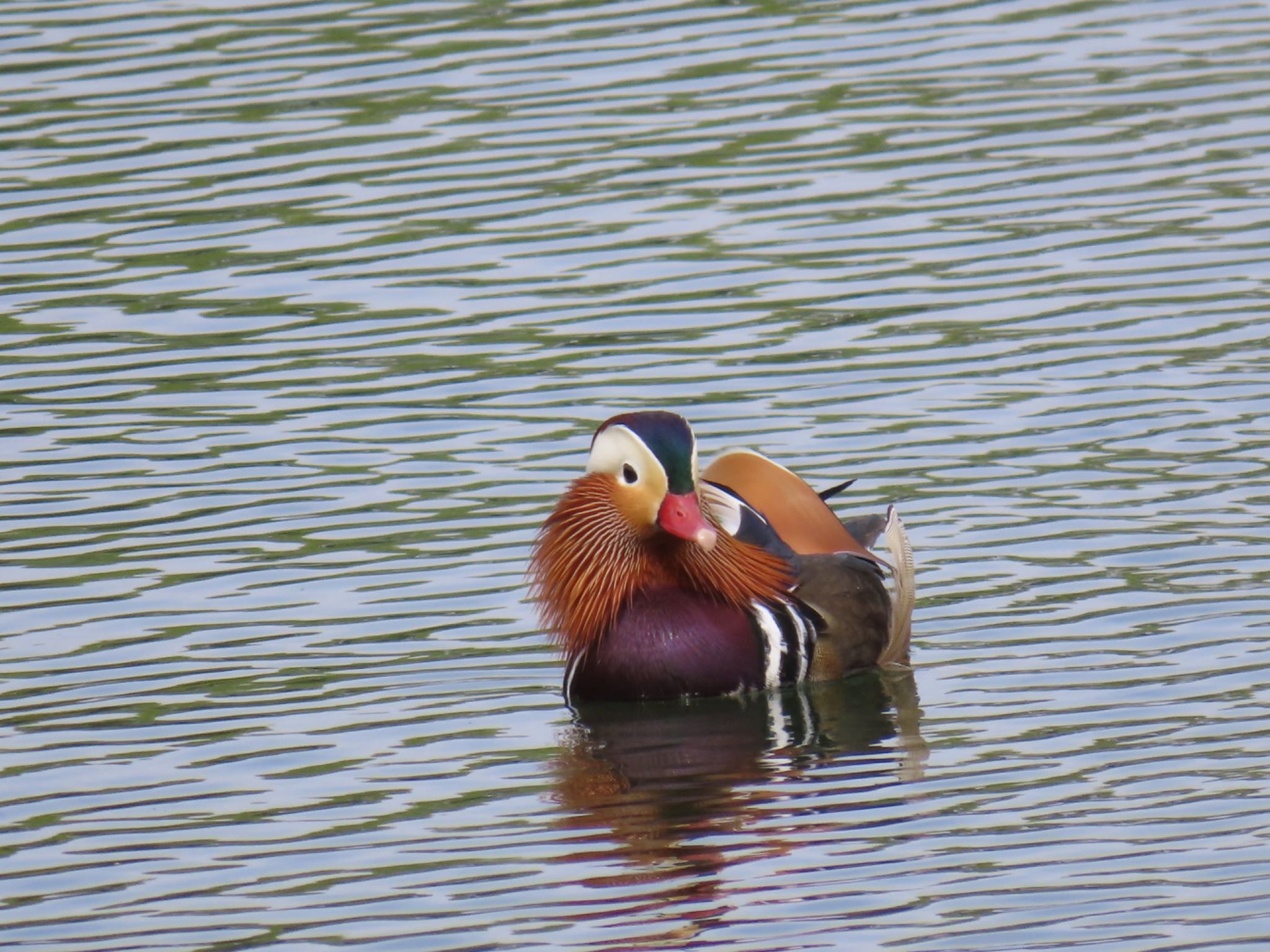 Photo of Mandarin Duck at 勅使池(豊明市) by Maki